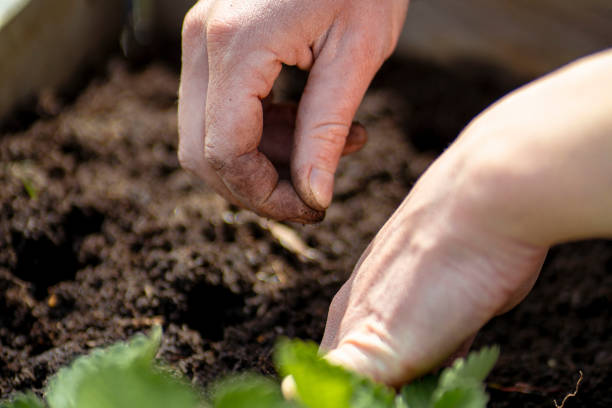 istock Sowing in Soil: Close-Up of Hands in a Raised Garden Bed 2153995028