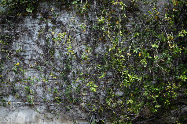 istock A fence wall with ivy growing on it makes it look cluttered and dirty. 2153995034