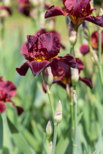 istock Blooming Iris - Iris in the garden, with a colorful background. 2153996131