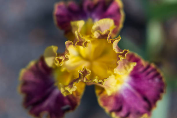 Blooming Iris - Iris in the garden, with a colorful background.