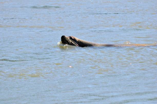 istock Sea lion in fresh water 2153997213
