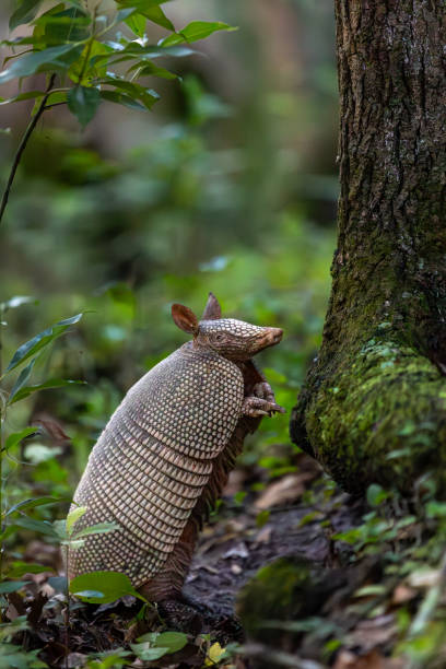 A wild Florida armadillo in Payne’s Prairie, near Gainesville, FL taken from the path on Bolens Bluff trail.