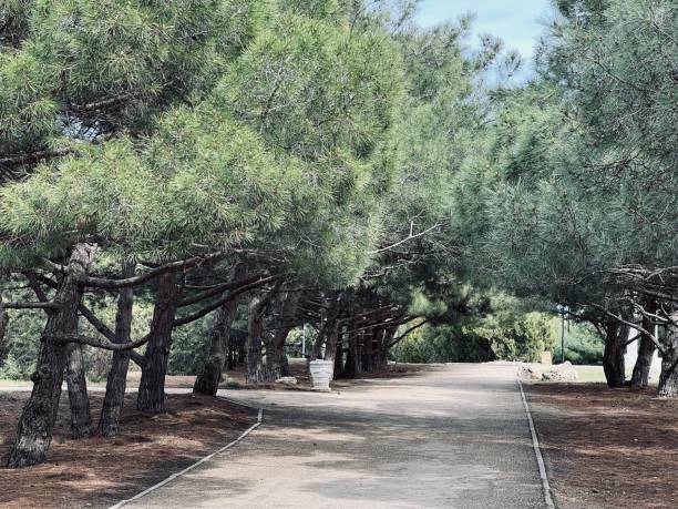 istock Walking park alley with pine trees on the edges 2153998521