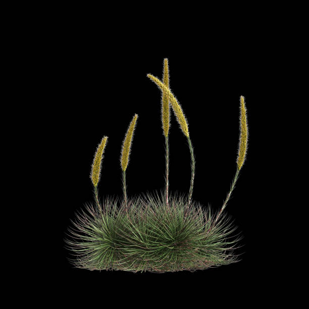 istock 3d illustration of Agave stricta bush isolated on black background 2154000950