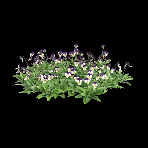 istock 3d illustration of Viola cornuta bush isolated on black background 2154000996