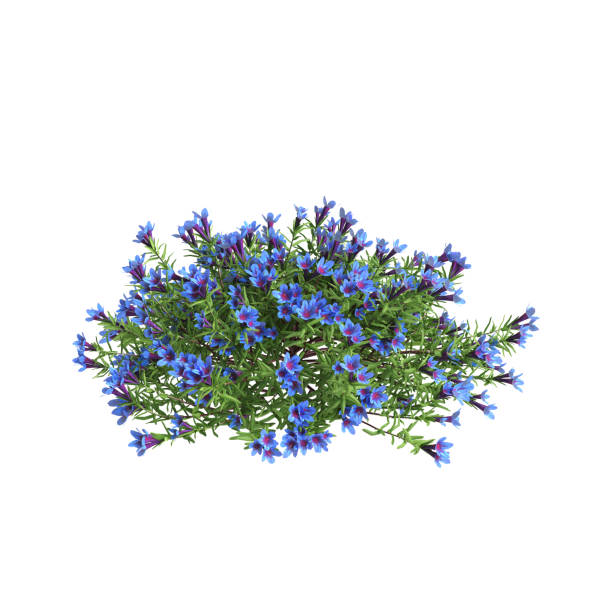 istock 3d illustration of Lithodora diffusa bush isolated on white background 2154001038