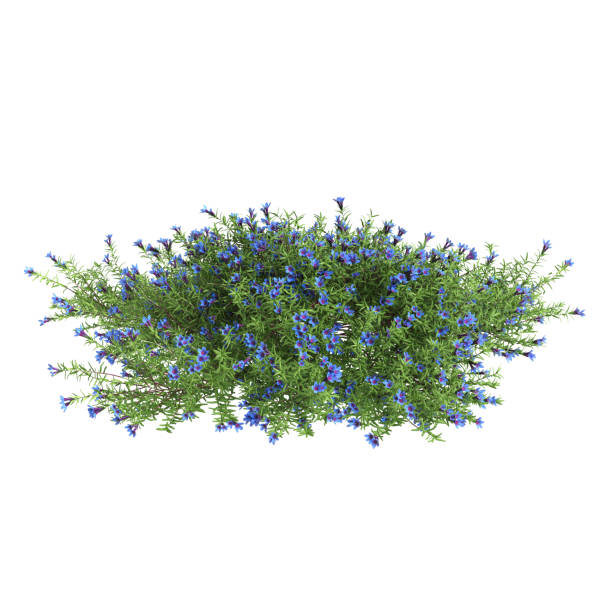 istock 3d illustration of Lithodora diffusa bush isolated on white background 2154001041