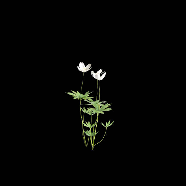 A macro photograph of a white anemone flower featuring its vibrant green center and delicate soft petals in a minimalist style