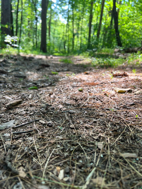 istock Walking Trail in the Woods 2154001965