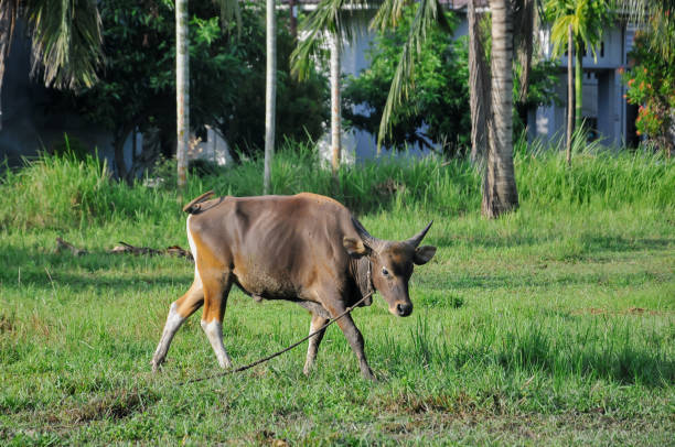 istock cows on pasture, animal farm 2154002791