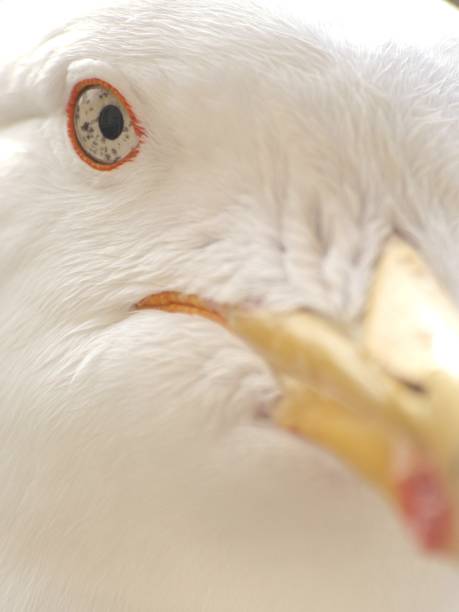 istock Eye of a seagull 2154002965