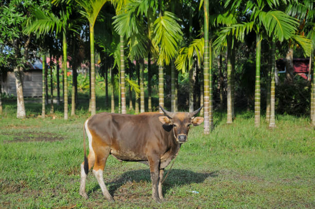 istock cows on pasture, animal farm 2154003001