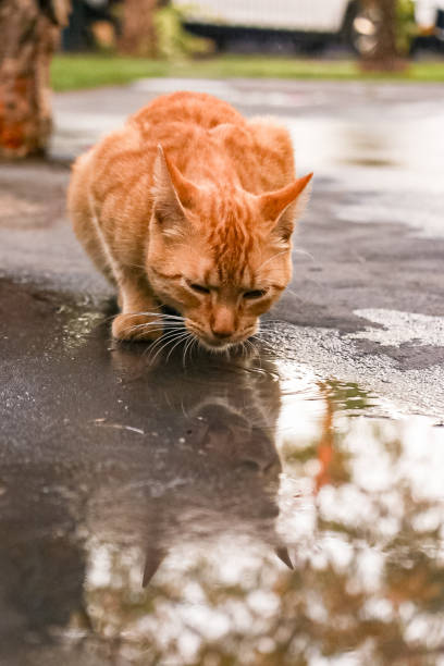 istock image of cat looking at its reflection. Curious, brown eyes, fixed on the image, with dilated pupils. Ears raised and tilted forward, alert. 2154003992
