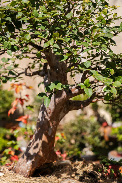 istock Bonsai must be a miniature replica of a natural tree. 2154003994