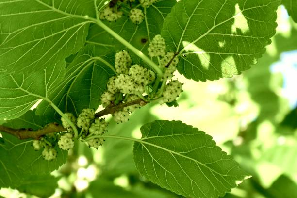 istock Close up of mulberries on tree 2154004416