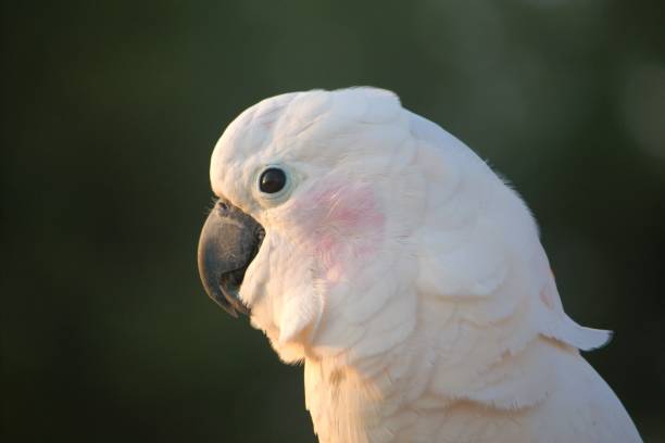 istock Salmon sulphur-crested cockatoo close-up 2154004501