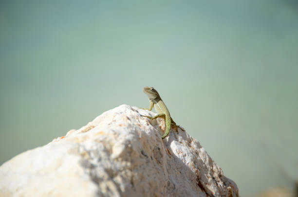 Green lizard (Ameiva ameiva) sunbathing..