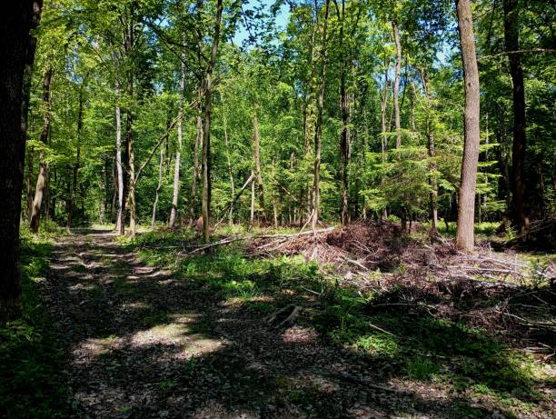 istock A beautiful landscape in a mixed forest with spruce and deciduous trees. A green summer forest with fresh trees and green plants, among which lies a pile of branches from cut trees. 2154004703