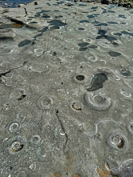View of the ammonite pavement with fossils on the jurassic coast seabed only accessible at low tide