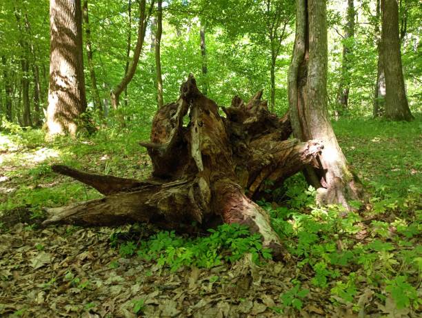 istock An old giant root thought pulled out of the ground and stuck to a tree trunk in a forest against a background of green leaves. The topic of deforestation and uprooting of trees. 2154004743