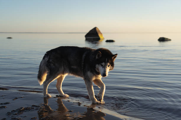 Siberian husky on the sandy seashore. Close up photo