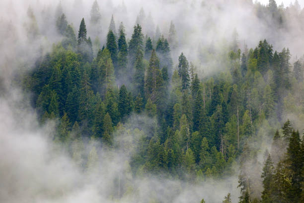istock Clearwater National Forest in Idaho 2154016121
