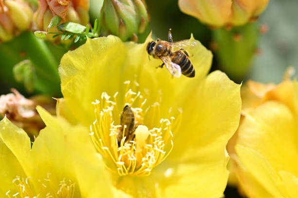 Sunflower and honey bee in extreme close up.