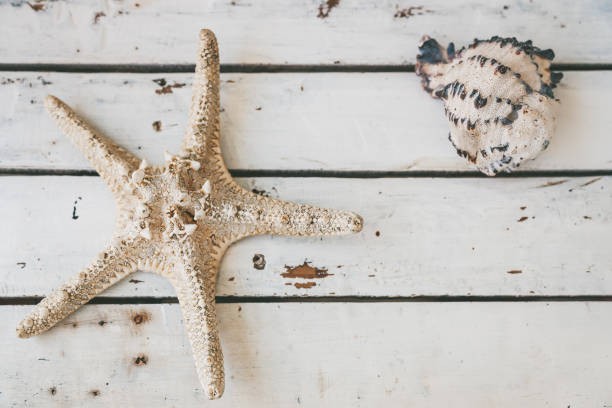 istock Top view of a starfish and a seashell lying on a rustic white wooden background 2154017286