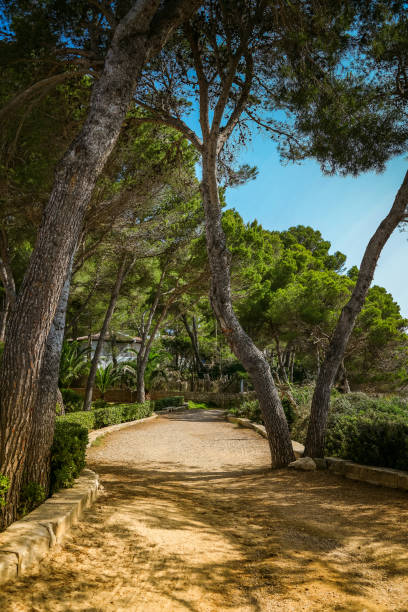 istock A serene pathway through a Mediterranean pine grove in Mallorca, offering a peaceful and picturesque setting 2154017548
