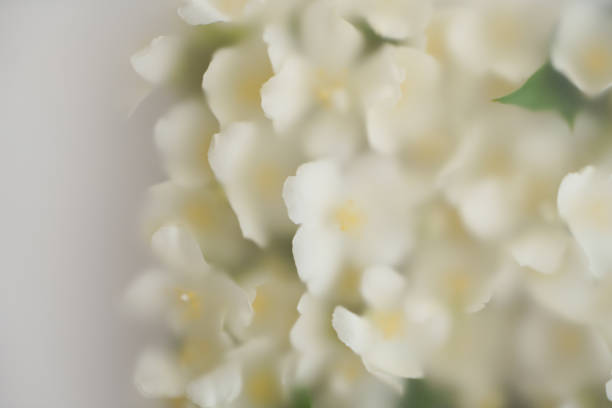 Beautiful white flowers in soft blurred filter. Abstract floral composition. Romantic calm flowers background