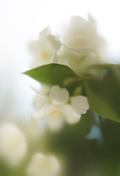 istock Blur composition with a bush of white garden flowers on a light background. 2154018424