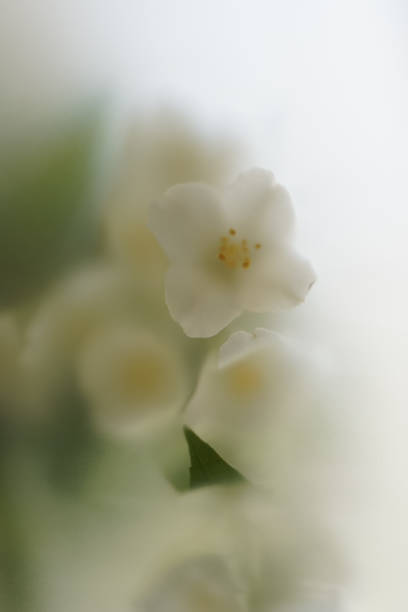 istock A branch of fragrant garden flowers in a soft blur filter. 2154018426