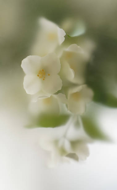 istock Abstract blurred image with white garden blooming aromatic bush. 2154018428