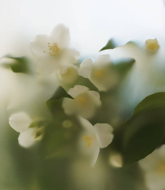 istock Close-up of white flowers in a soft filter. 2154018446