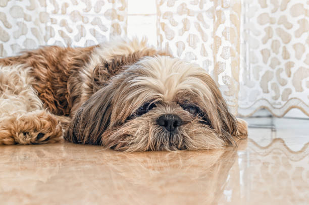 istock Pet dog with long fur lies on a tile on floor 2154018937