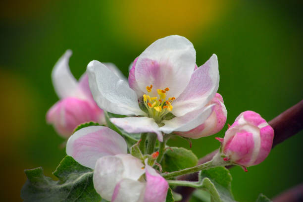 A beautiful apple blossom tree branch in an orchard, showcasing vibrant pink flowers in full bloom during spring, surrounded by lush green leaves, capturing nature's fresh beauty.