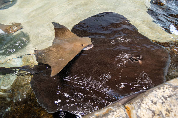 40+ Stingray Fish In Shallow Water Stock Photos, Pictures & Royalty ... Biology Diagrams