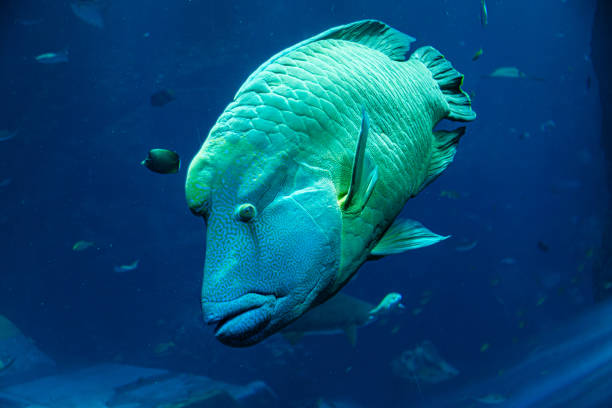 A Napoleon wrasse swimming in a large aquarium with blue water