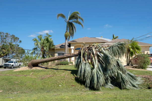istock Hurricane damage to palm tree on Florida house backyard. Fallen down tree after tropical storm winds. Consequences of natural disaster 2154022099