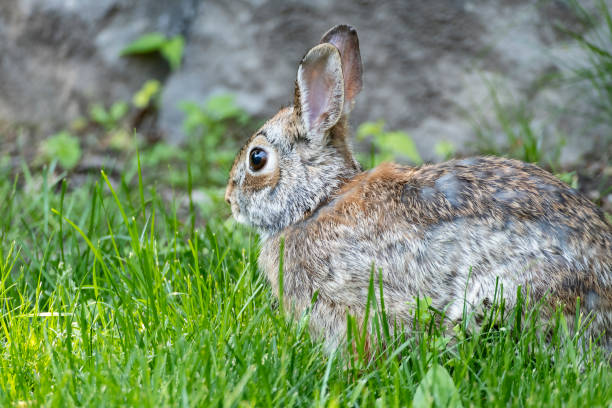 istock Closeup of a Cute Cottontail Rabbit 2154022521