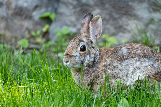 istock Closeup of a Cute Cottontail Rabbit 2154022531