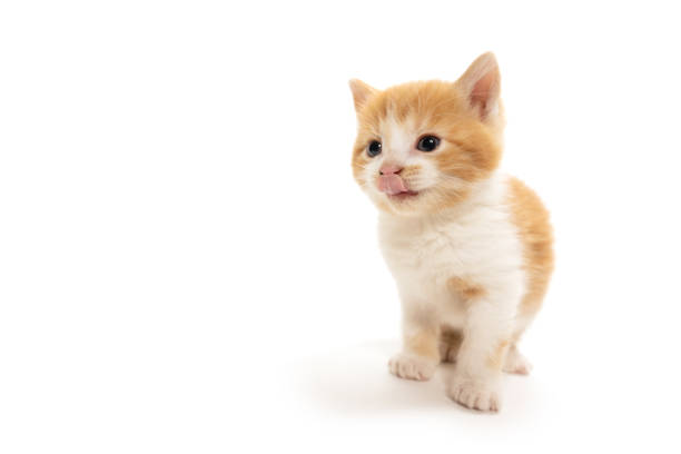 Cute baby yellowand white kitten licking its nose white standing isolated on white background