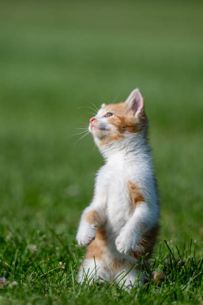 istock Cute and yellow cat standing on its hind legs in a yard 2154022776
