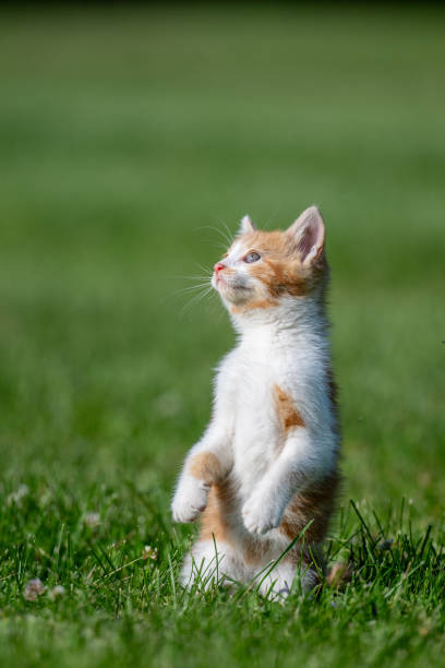 istock Cute and yellow cat standing on its hind legs in a yard 2154022777