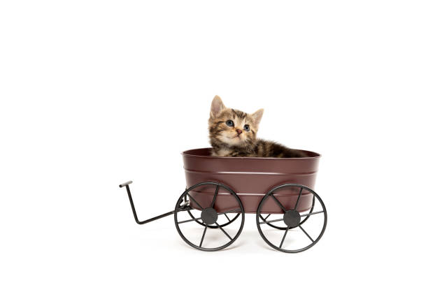 Cute baby tabby kitten sitting inside of a metal decorative wagon isolated on white background