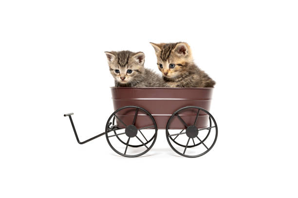Two cute tabby kittens sitting inside of a metal decorative wagon isolated on white background
