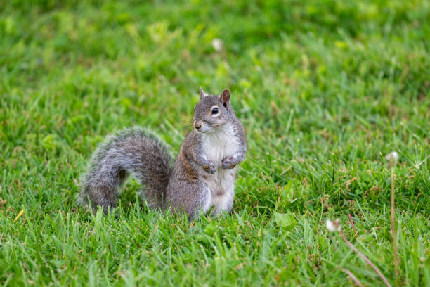 istock eastern gray squirrel in the grass 2154023188