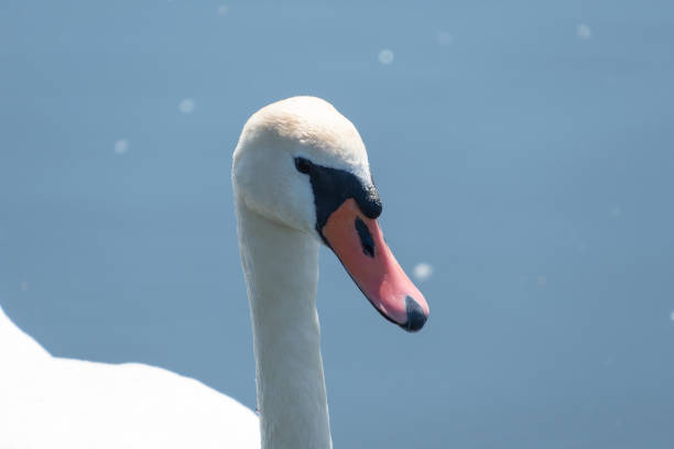 The mute swan (Cygnus olor) in a pond, close-up. Beautiful white bird.