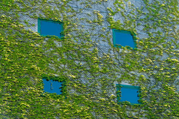 The building is overgrown with green ivy. Nature takes over.