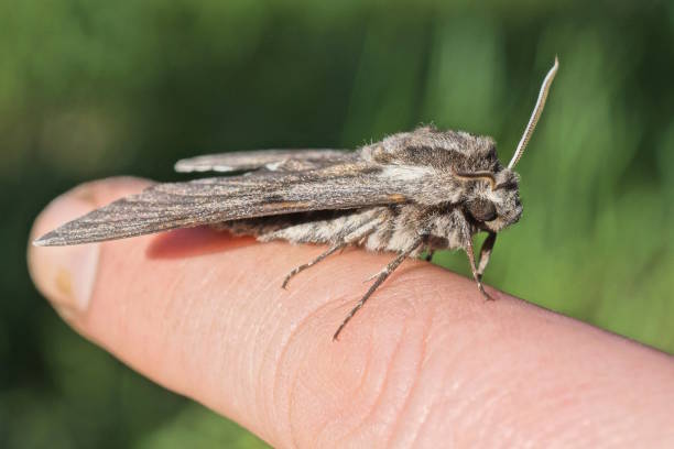 istock one large gray moth sits on a finger on a hand 2154025958
